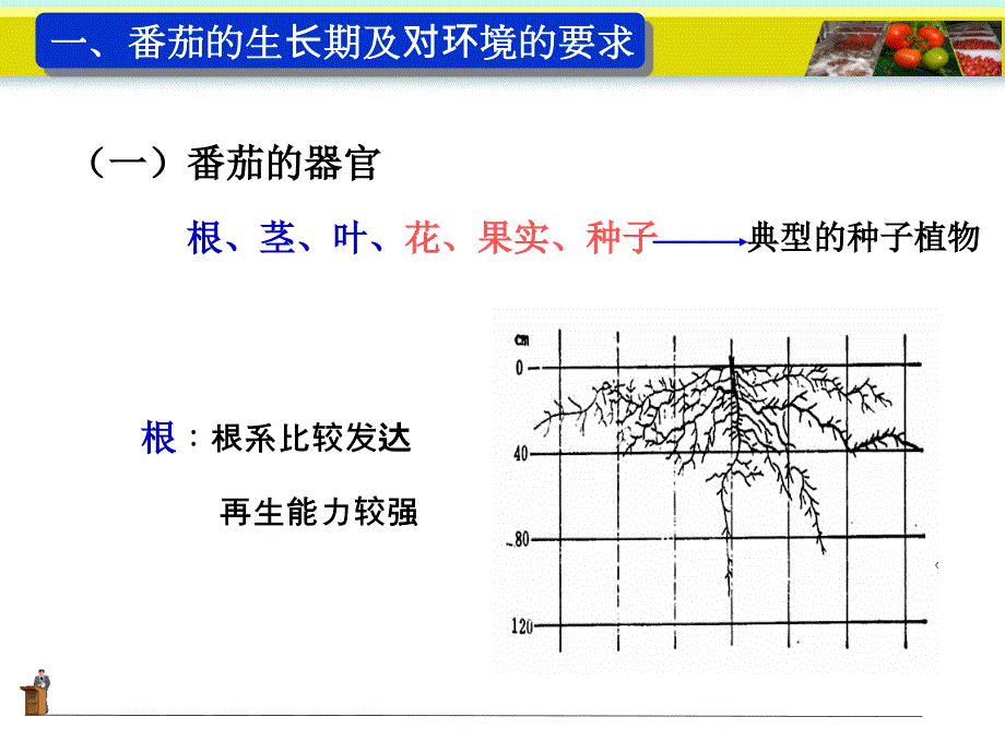 大棚番茄高产高效栽培技术.ppt_第3页