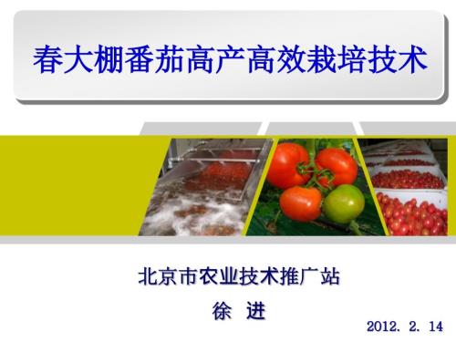 大棚番茄高产高效栽培技术.ppt