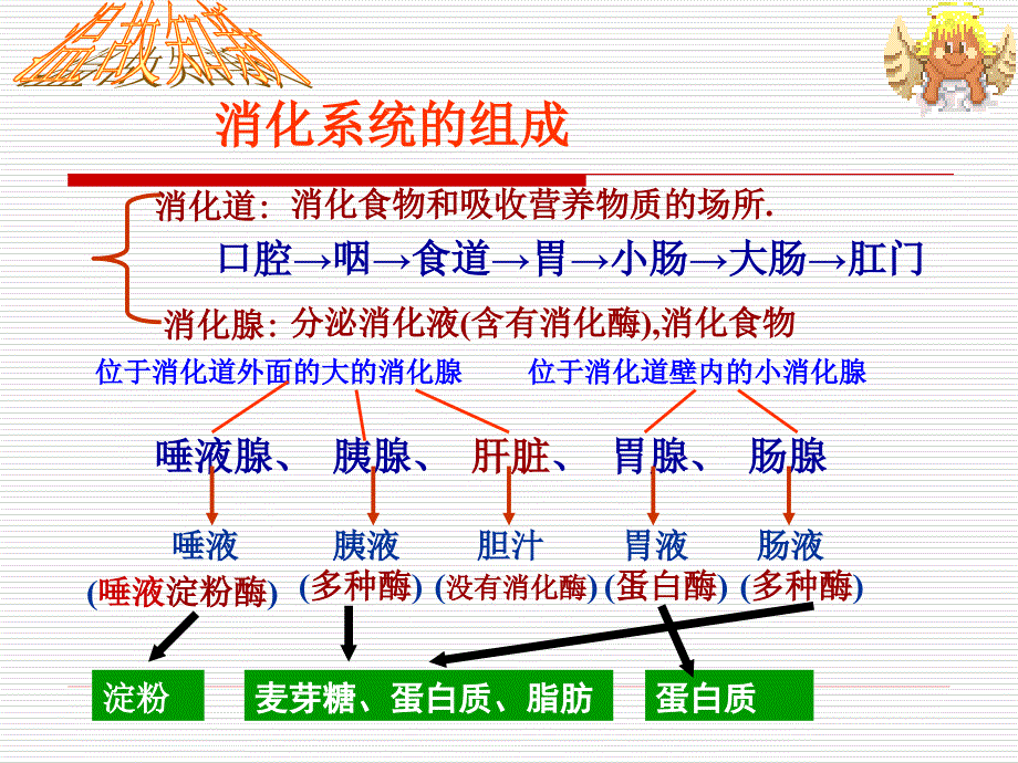 消化系统的组成PPT课件.ppt_第2页