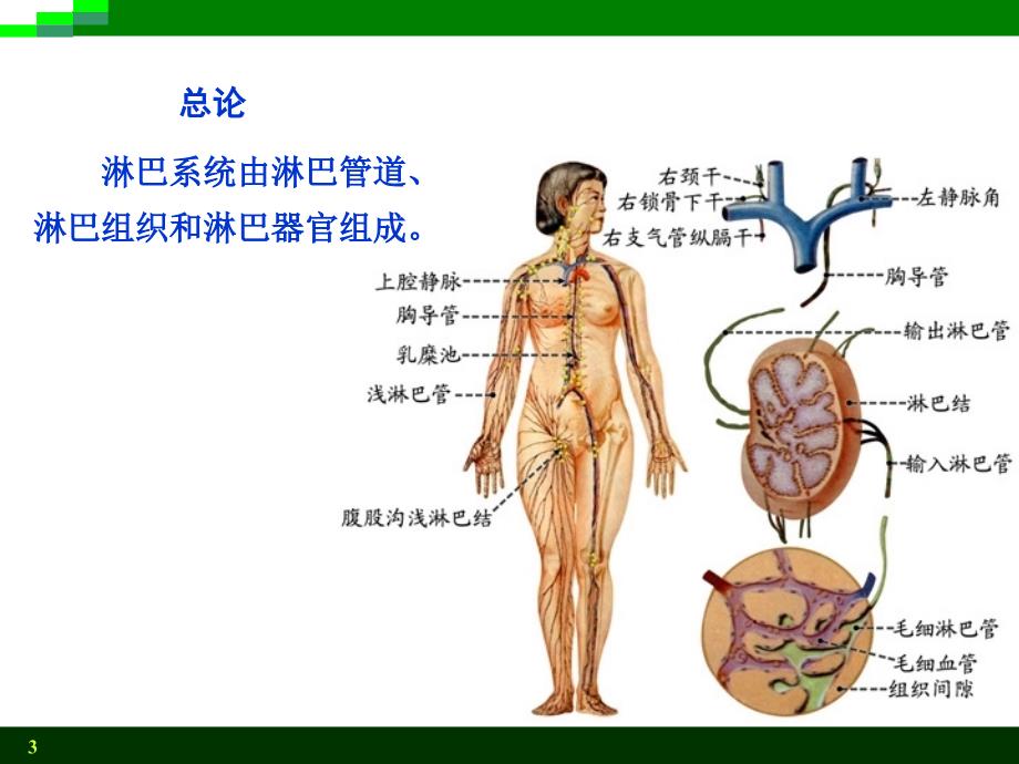 淋巴ppt课件.ppt_第3页