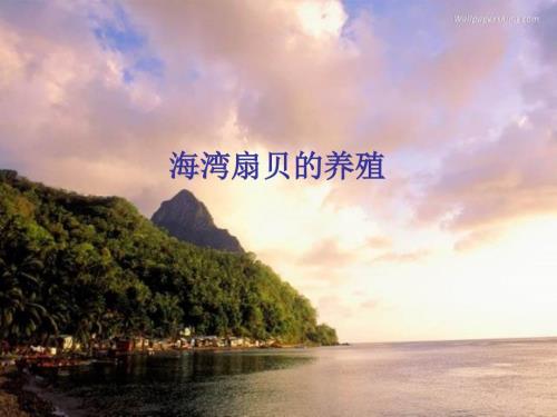 海湾扇贝的养殖技术.ppt