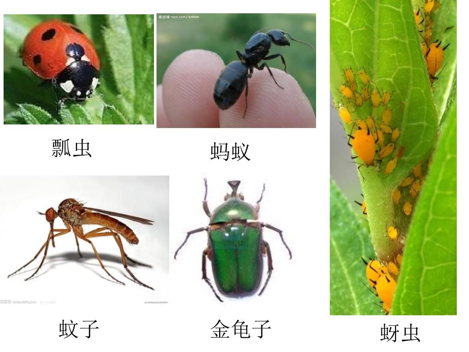 昆虫的美食PPT课件.ppt_第2页