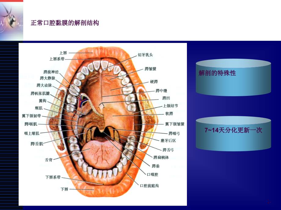 最新放射性口腔黏膜炎ppt课件.ppt_第3页