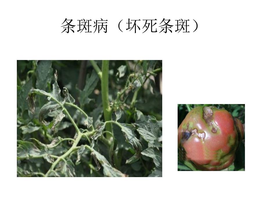 常见植物病虫害图片.ppt_第2页