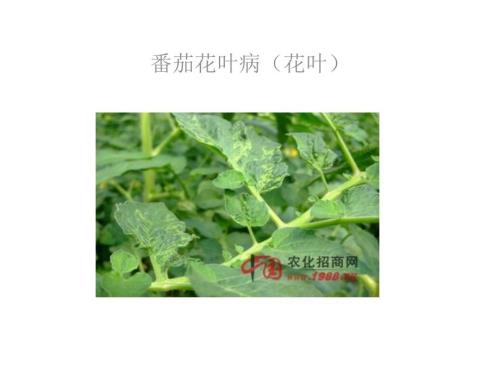 常见植物病虫害图片.ppt