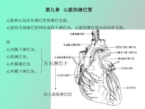 心脏淋巴心包.ppt