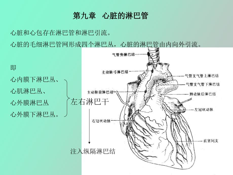 心脏淋巴心包.ppt_第1页