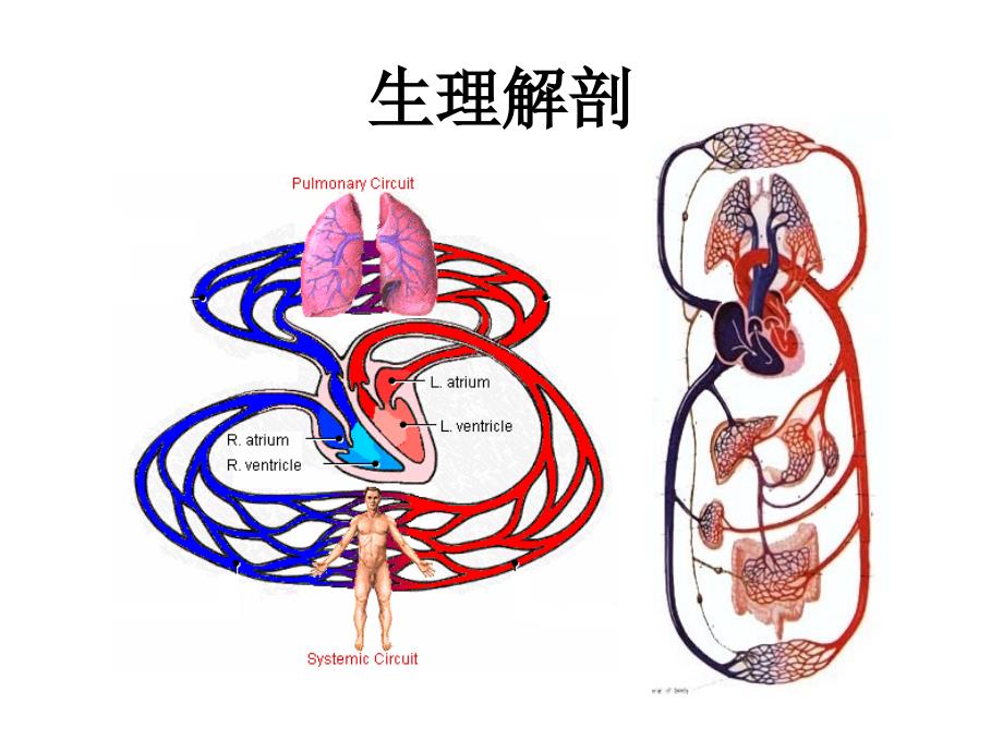心力衰竭PPT课件.pptx_第3页