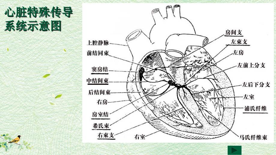 心电图读图五步法.ppt_第2页