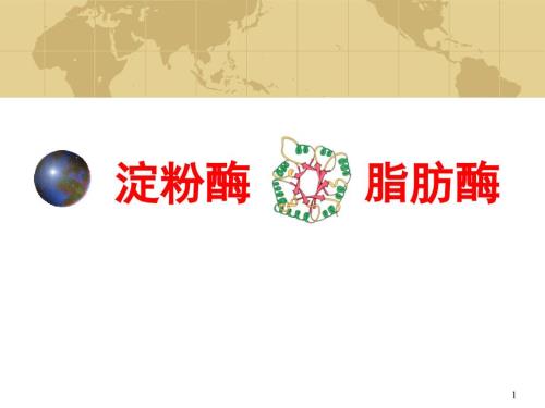 淀粉酶与脂肪酶ppt课件.ppt
