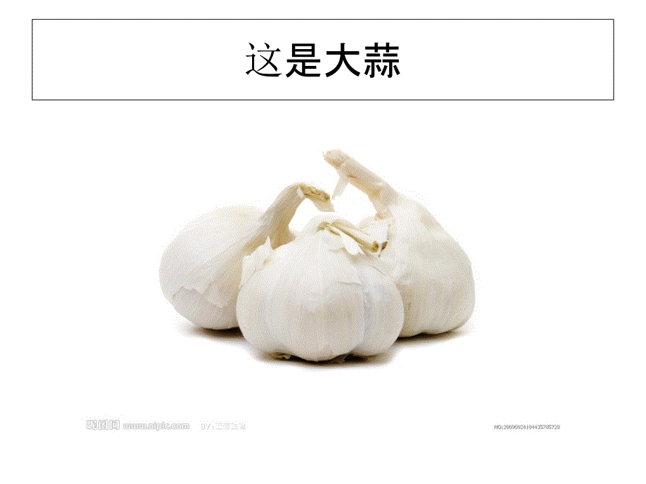 小班科学种大蒜.ppt_第2页
