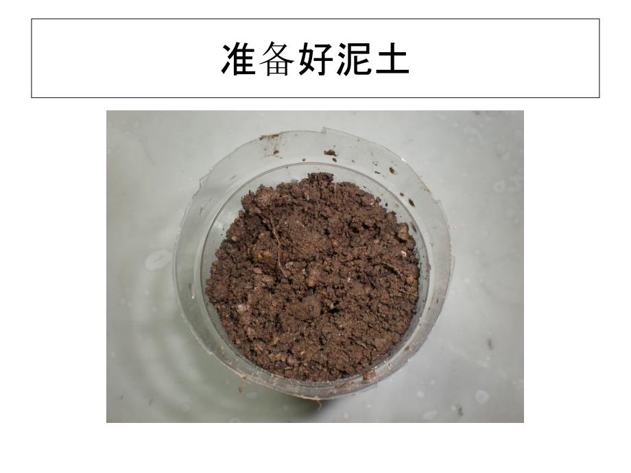 小班科学种大蒜.ppt_第3页