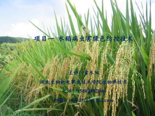 水稻病虫害绿色防控技术.ppt
