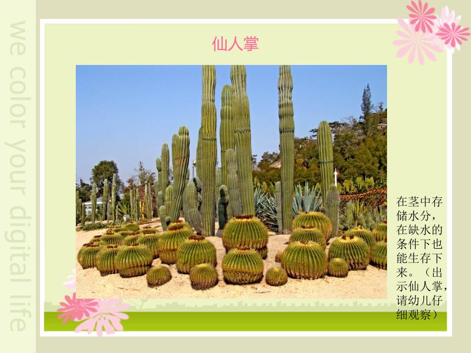 植物趣闻大班科学.ppt_第3页