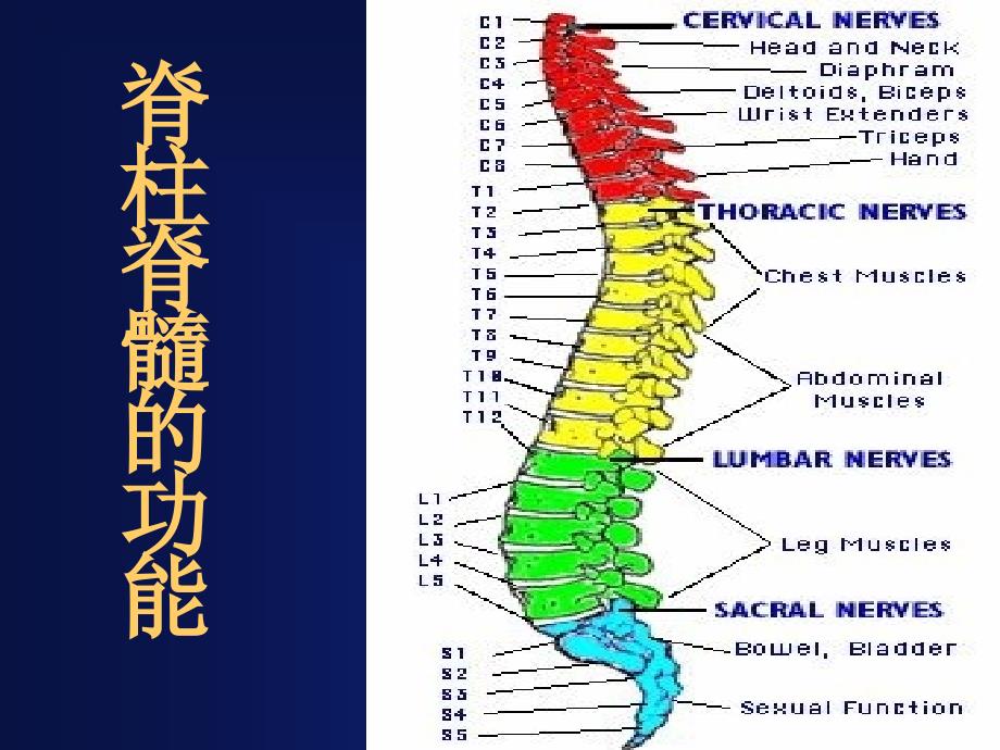 最全脊柱内固定长征医院.ppt_第2页