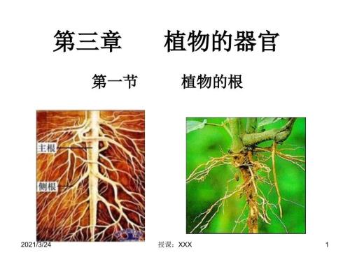 植物的根PPT课件.ppt