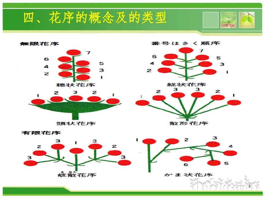 植物生殖器官花果实PPT演示课件.ppt_第3页