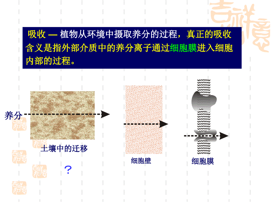 根系养分吸收PPT课件.ppt_第2页