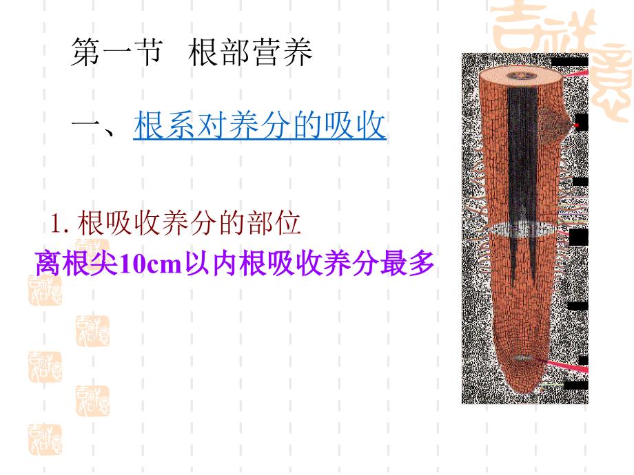 根系养分吸收PPT课件.ppt_第3页