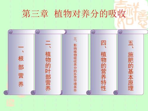 根系养分吸收PPT课件.ppt