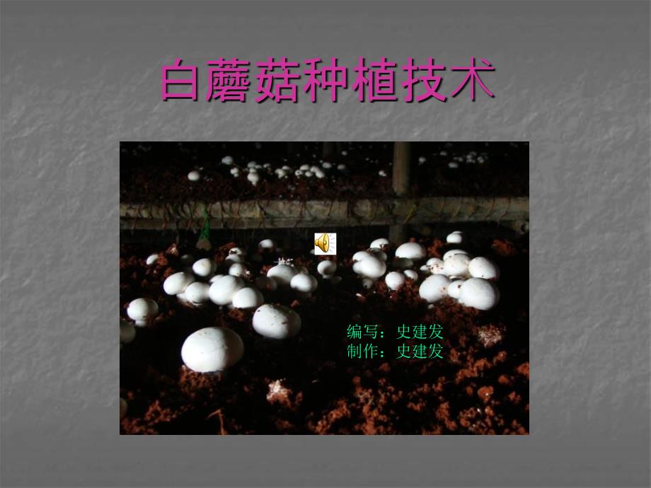 白蘑菇种植技术PPT课件.ppt_第1页