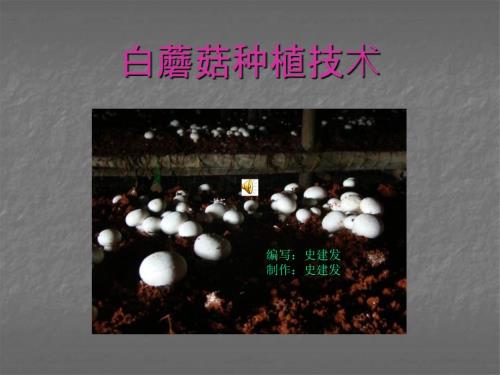 白蘑菇种植技术PPT课件.ppt