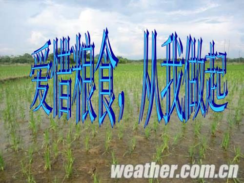 爱惜粮食从我做起课件.ppt