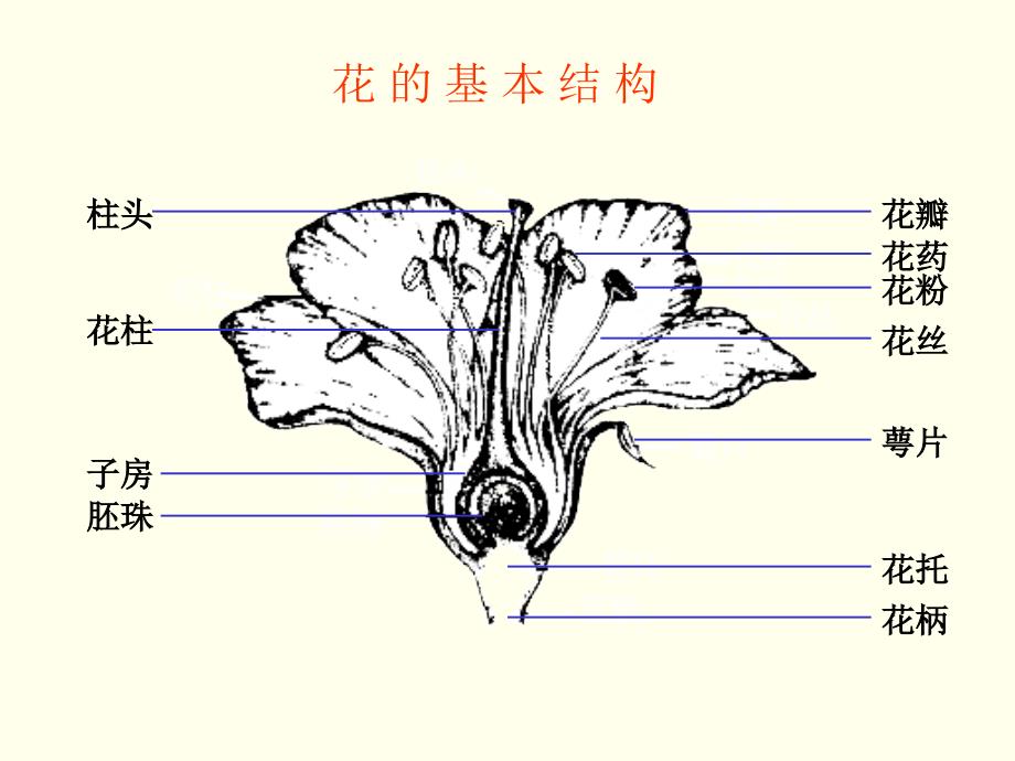 植物的开花PPT课件.ppt_第2页