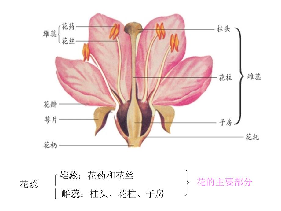 植物的开花PPT课件.ppt_第3页