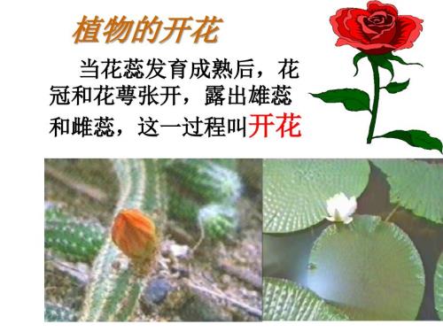 植物的开花PPT课件.ppt