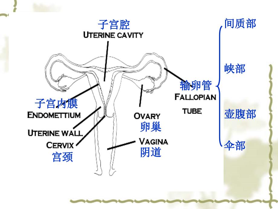 异位妊娠新进展.ppt_第2页