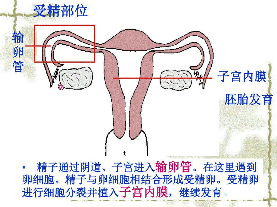 异位妊娠新进展.ppt_第3页