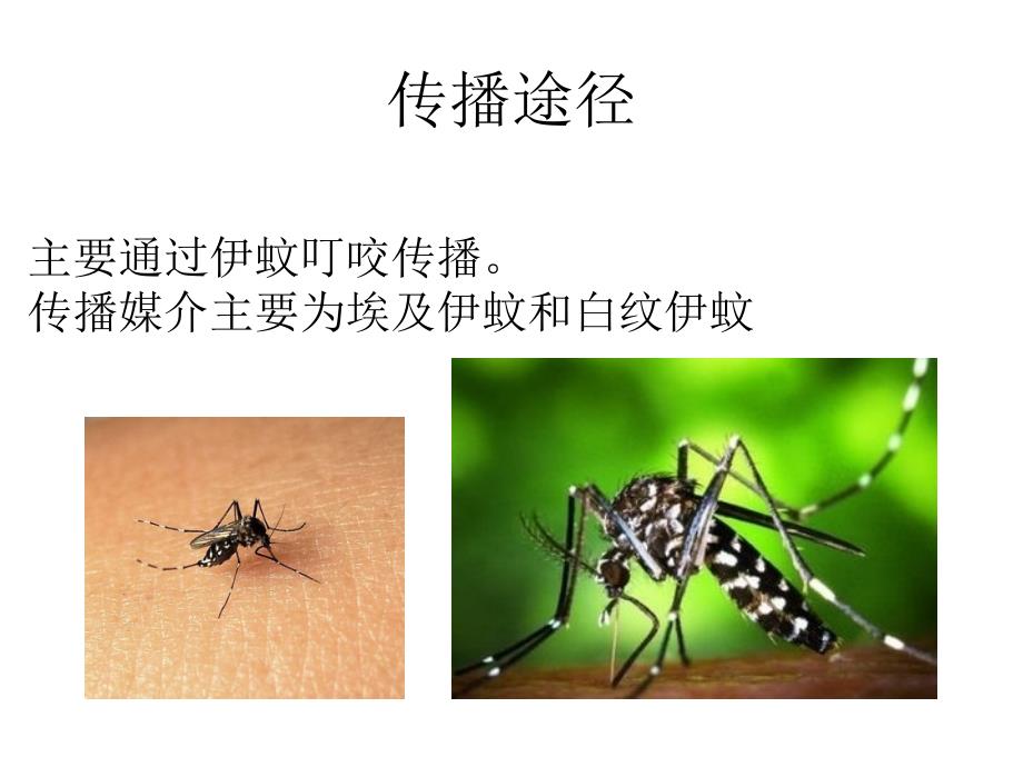 登革热PPT课件.ppt_第3页