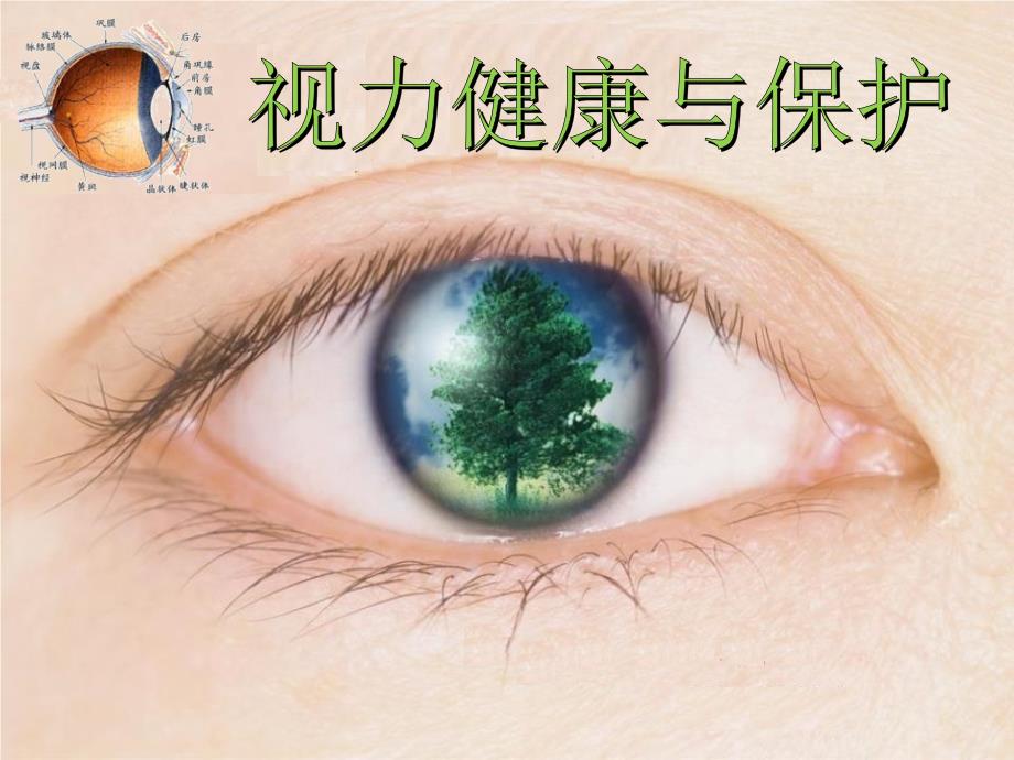 小学六年级下册综合实践活动.视力健康与保护12张ppt.pptx_第2页