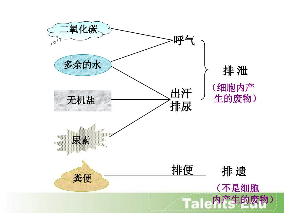 泌尿系统的组成PPT课件.ppt_第2页