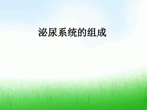 泌尿系统的组成PPT课件.ppt