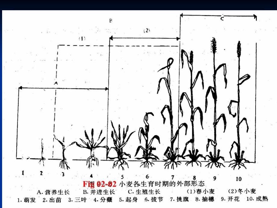 山东东阿县小麦季管理技术.ppt_第3页