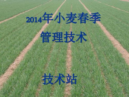 山东东阿县小麦季管理技术.ppt