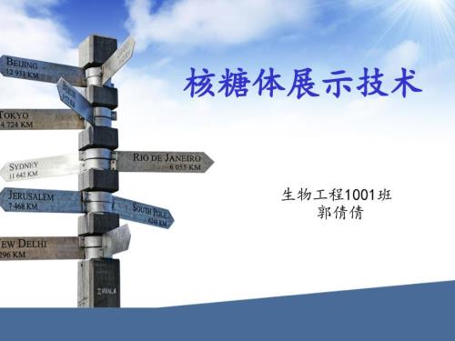 核糖体展示技术PPT课件.ppt