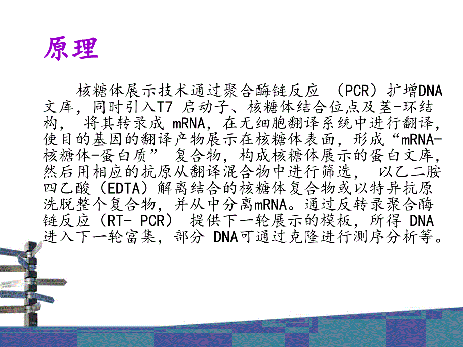 核糖体展示技术PPT课件.ppt_第3页