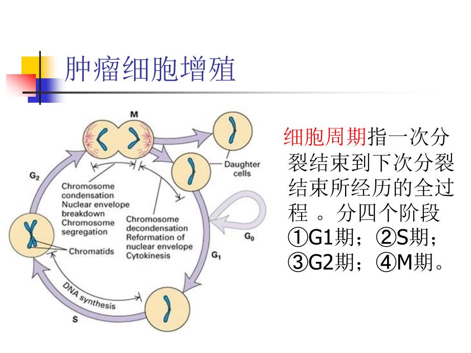 常用化疗方案的用药顺序及机理PPT课件.ppt_第2页