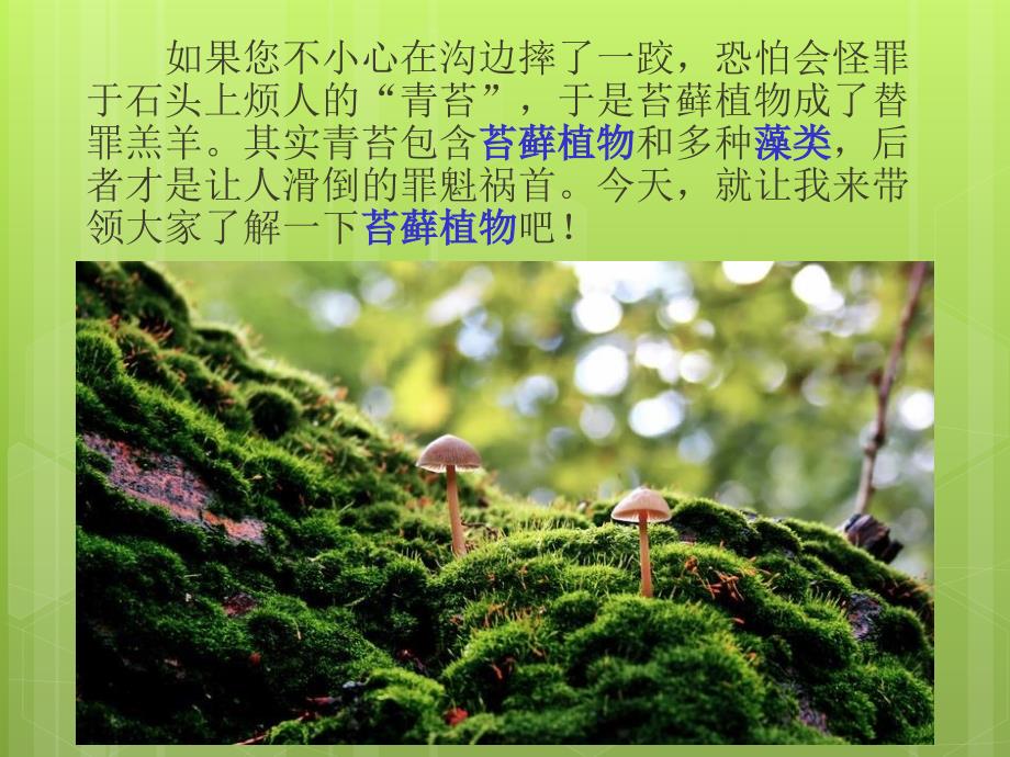植物王国的小矮人苔藓.ppt_第2页