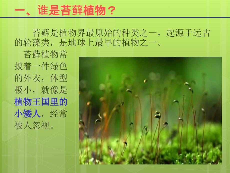 植物王国的小矮人苔藓.ppt_第3页
