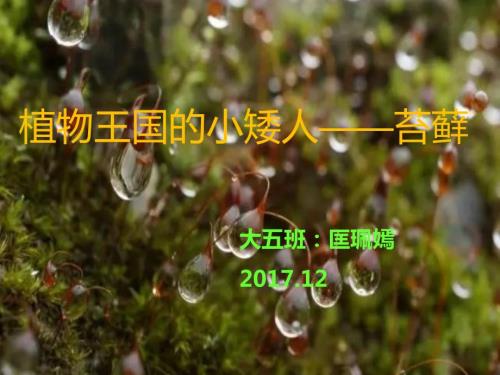 植物王国的小矮人苔藓.ppt