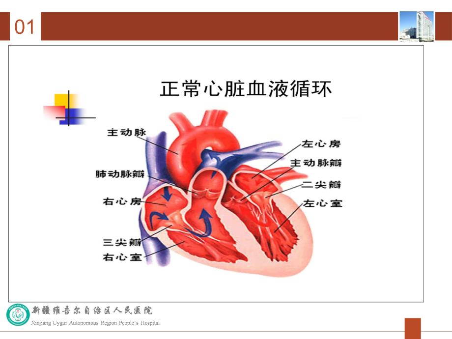 心脏瓣膜病病人的护理PPT课件.ppt_第3页