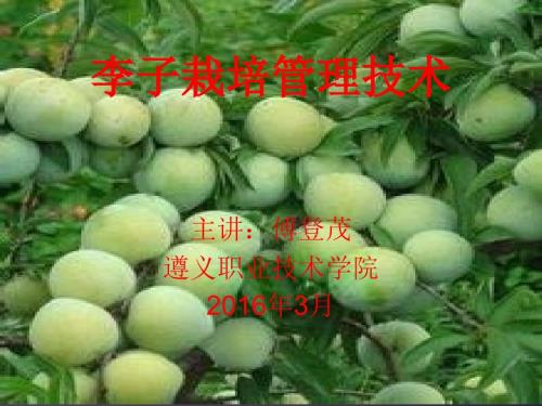 李子栽培管理技术PPT课件.ppt