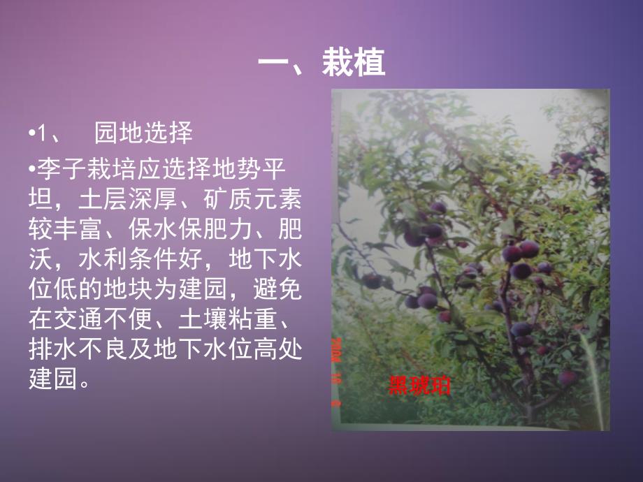李子栽培管理技术PPT课件.ppt_第2页