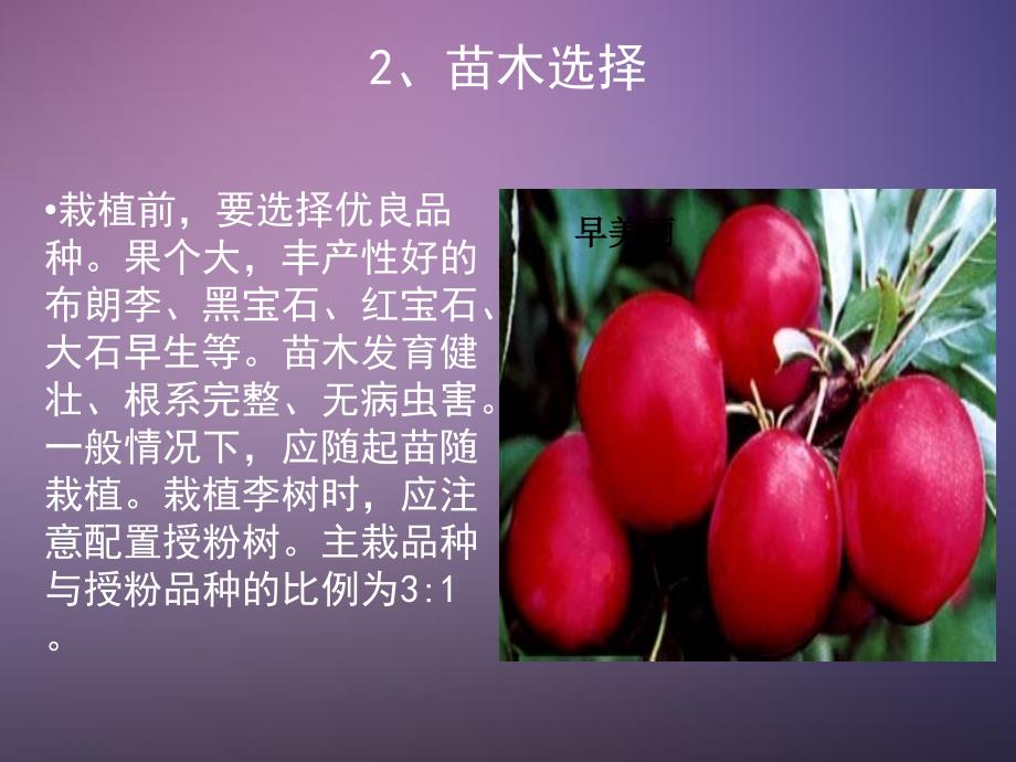 李子栽培管理技术PPT课件.ppt_第3页