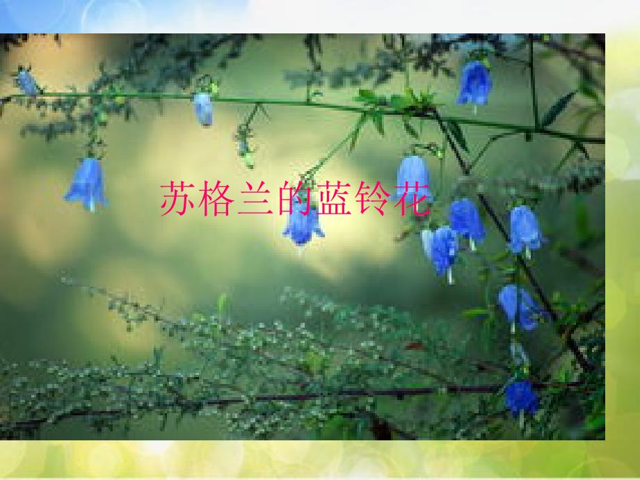 小学音乐2苏格兰的蓝铃花PPT课件ppt课件.ppt_第2页