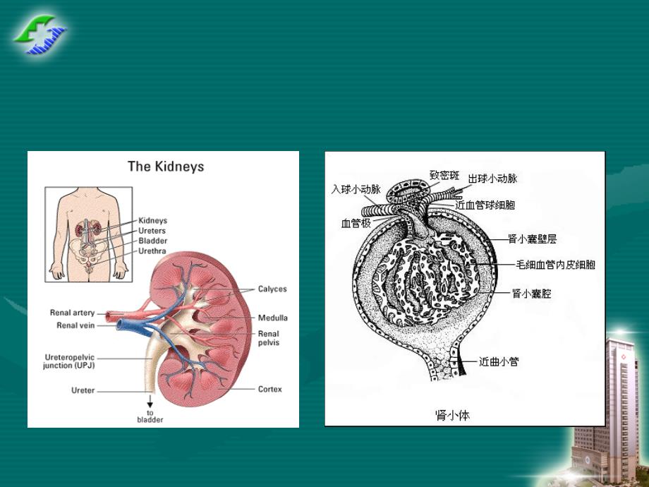 慢性肾小球肾炎教学查房.ppt_第3页